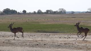 preview picture of video 'Male Kudu Antelope running on the Chobe riverfront'