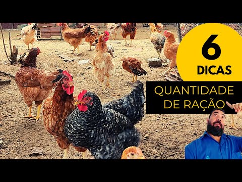 , title : '6 dicas DETALHADAS sobre QUANTIDADE DE RAÇÃO fornecida GALINHAS CAIPIRAS'