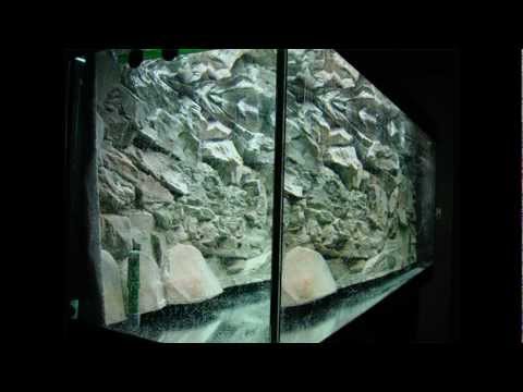 [Tutorial] How to set up a tropical fish tank - Malawi Cichlids