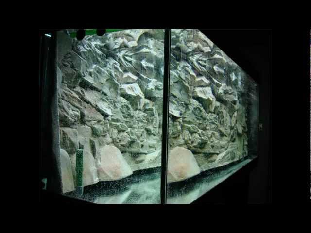 [Tutorial] How to set up a tropical fish tank - Malawi Cichlids