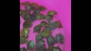 Red-eared slider turtle Reptiles Videos