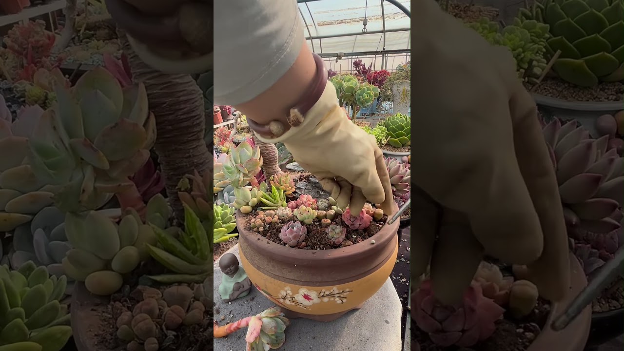 Handcrafted Succulent Micro Landscape Design