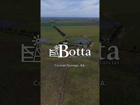 Imponente campo de 800 has en Coronel Dorrego, Buenos Aires