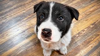 This Puppy was LEFT FOR DEAD: What Happens Next Will SHOCK YOU