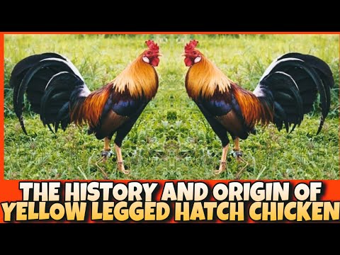THE HISTORY AND ORIGIN OF YELLOW LEGGED HATCH CHICKEN.