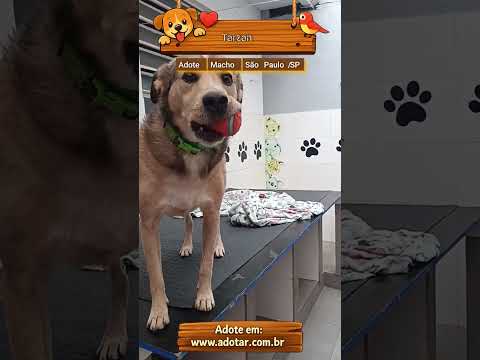 Vídeo de Tarzan