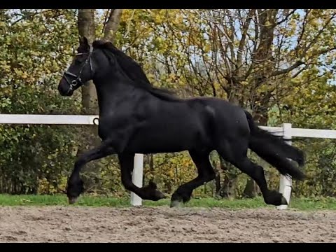 Stal Okkema's Beant - Reinder x Jasper - Gelding - 2016 - 1.66m