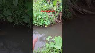 Download lagu JORAN HAMPIR PATAH!!!! #mancing mp3