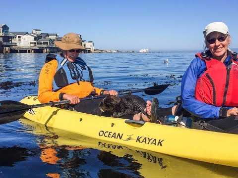 Close Encounter of the Otter Kind, Otter in Kayak