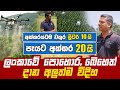 පැයට අක්කර 20යි ලංකාවේ පොහොර බෙහෙත් දා�