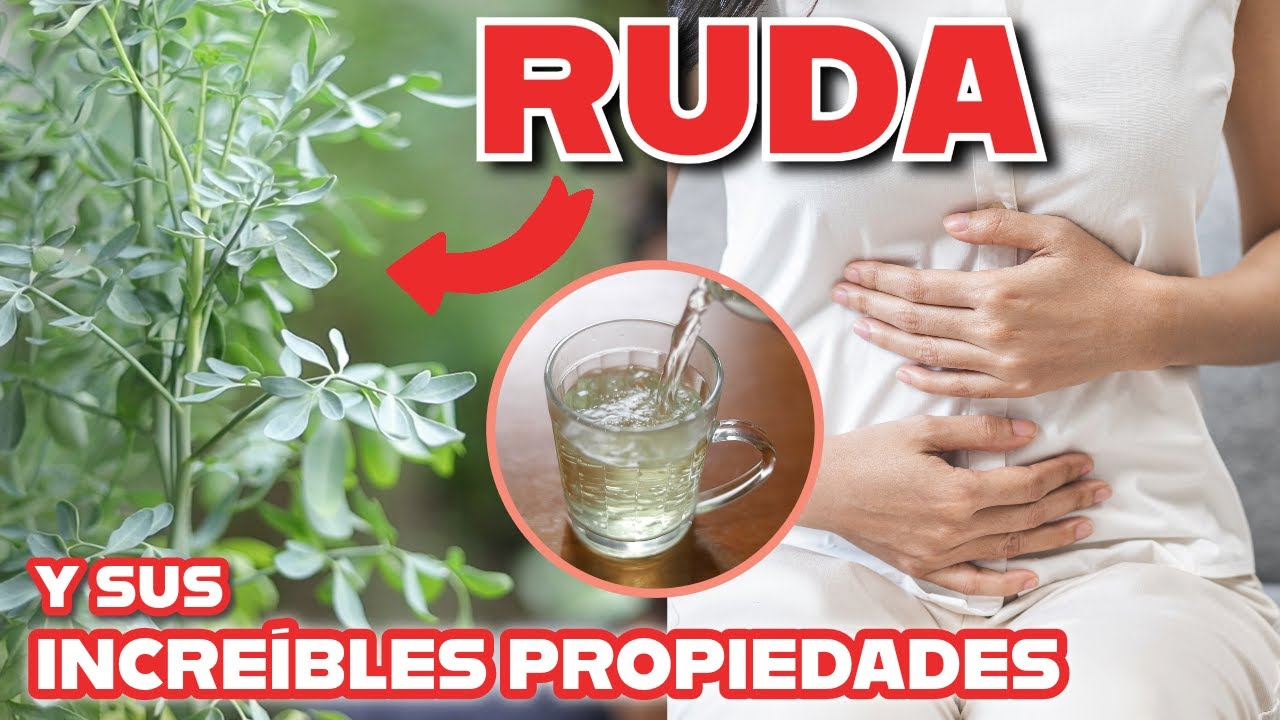 Cólicos NUNCA MÁS! Propiedades de la Ruda y cómo cuidarla