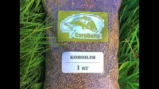 Рыбная прикормка с семенами конопли