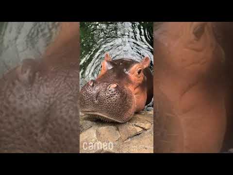 FIONA the HIPPO wishes Mom a HAPPY BIRTHDAY while eating breakfast at The Cincinnati Zoo
