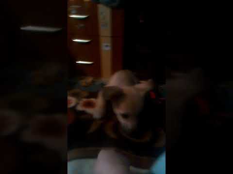 orele onlain cu un câine