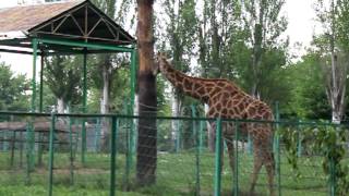preview picture of video 'Зебры и жирафы в Алматинском зоопарке'