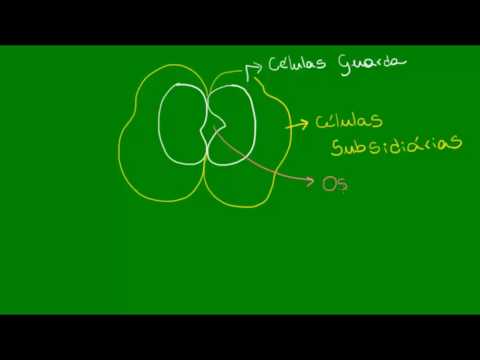 Transpiração vegetal  - Botânica - Biologia