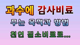 [텃밭농부.811]  과수에 감사비료 주는 목적과 방법