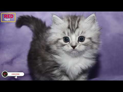 5 largest cat breed in the world