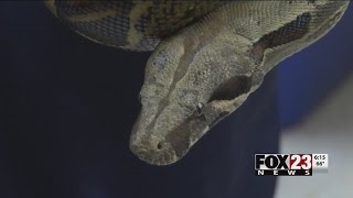VIDEO: Tulsa Animal Welfare workers seek boa constrictor's owner