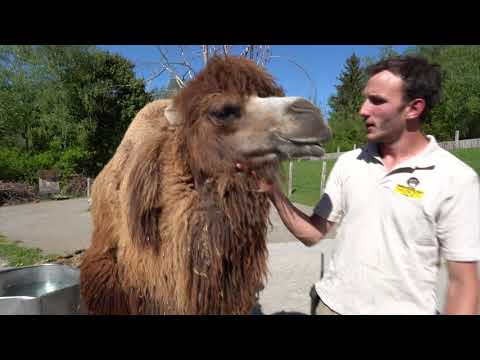 Haben Kamele Wasser in den Höckern gespeichert?🐫