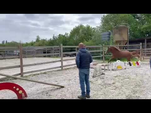 California | Chacco-White x Cornet Obolensky