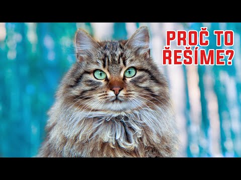 Je vaše kočka psychopat? - Proč to řešíme? #1276