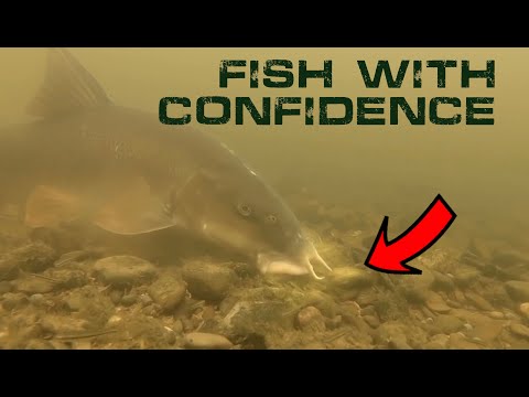 Pushstops Barbel Rig | Barbel Fishing | Pellet Fishing