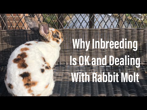 YouTube video about: Can sibling rabbits breed?