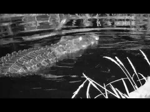 Djuma: Crocodile goes in to the old pan - 23:41 - 03/02/20