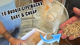 10 Budgie Life Hacks (Easy and Cheap)