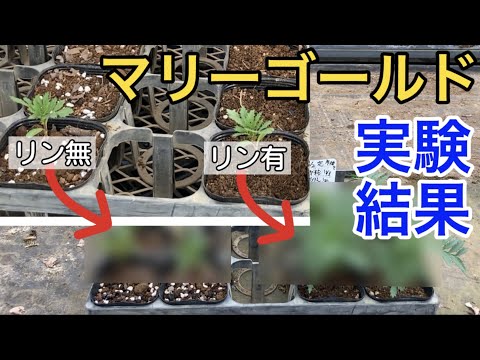 マーシュマリーゴールド 植物