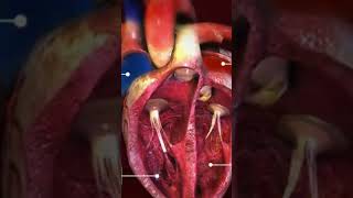 Download lagu ALIRAN DARAH JANTUNG || DUNIA KEPERAWATAN mp3