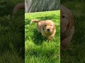 Golden Retriever dogs for sale: Joey - Video 1