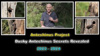 Dusky Antechinus Secrets Revealed