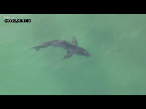 Drone photographer captures juvenile white sharks and surfers coexisting in Del Mar