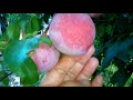 Fruits In The Backyard Ging Elmedulan