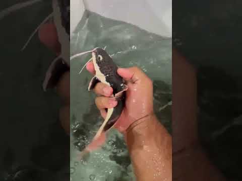Piscicultura Bianco Paicandu PR