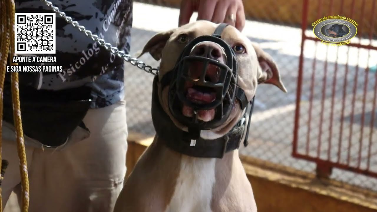 APOLO - Pitbull Agressivo - Chegada ao Canil | Parte 2