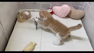 ノルウェージャンフォレストキャットの動画01