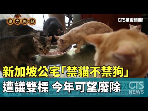 新加坡公宅「禁貓不禁狗」遭議雙標　今年可望廢除