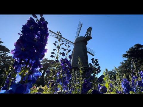 Queen Wilhelmina Garden #sanfrancisco #goldengatepark #birds #nature #dahlias #flowers #raven