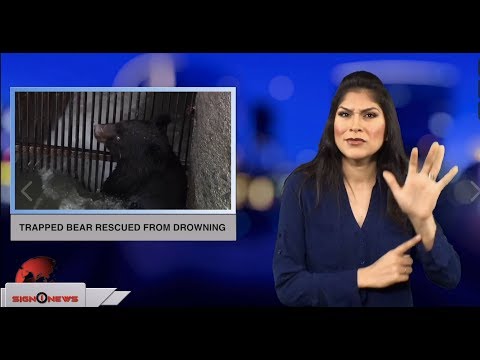 Trapped bear rescued from drowning (ASL - 11.25.18)