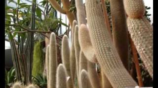 Rudi -  Coctail Boogie