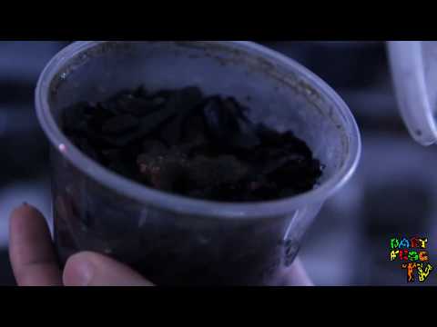 Dart Frog TV Ep.1 Pt. 2 Tincman (fruit flies, microfuana, leds, and tadpoles)