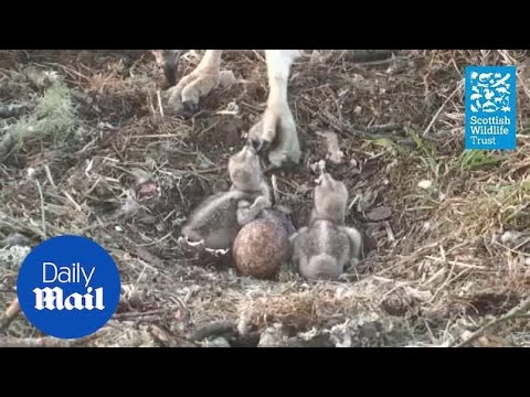 Third osprey chick hatches at Loch of the Lowes