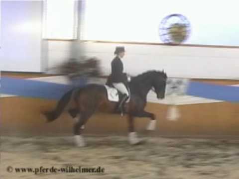 Damsey Hengstschau Meyer 26.02.2006