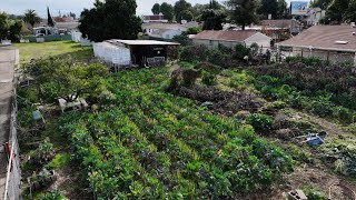 Urban Farming, Eating Leafy Greens, 'Food as Medicine,' Broccoli Rabe 