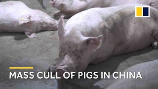 20,000 pigs culled amid African swine fever outbreak
