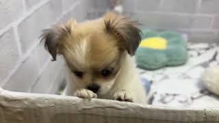 ハーフ犬の動画01