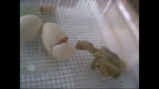 Asil Aseel Gamefowl Chick Minutes Old From Incubator